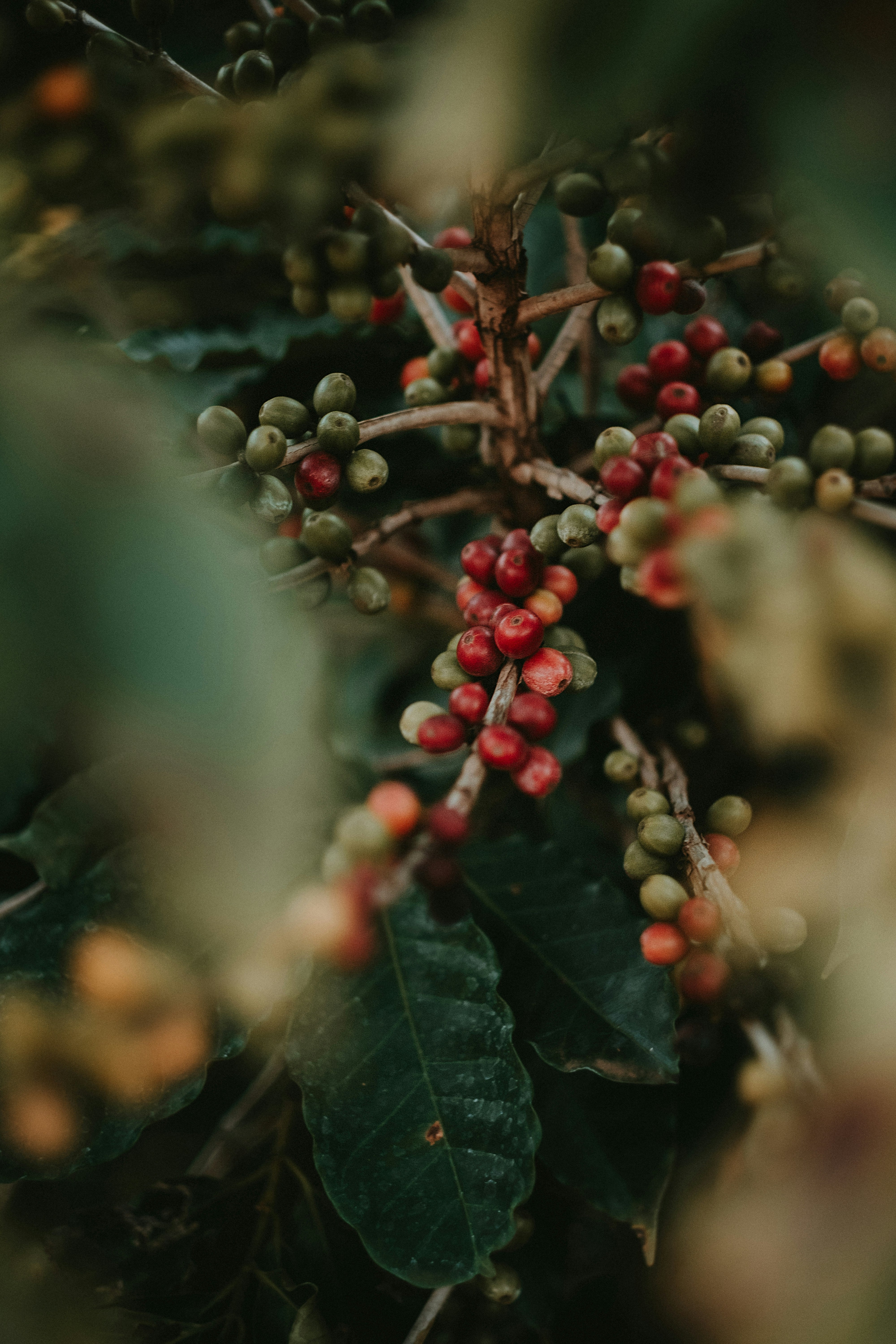 Panama Alto Bambito Geisha Honey 15g